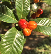 Eugenia uniflora - Pitanga - brazilská třešeň 